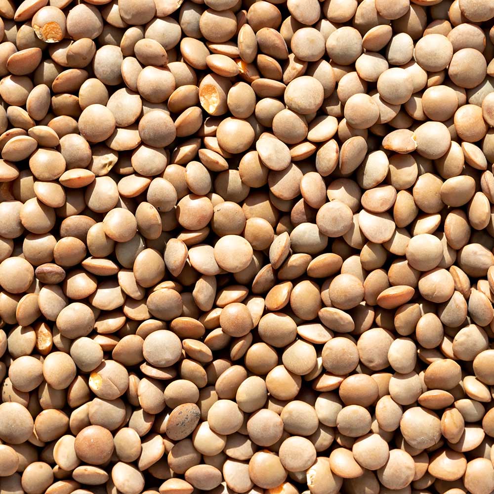 Organic Sprouting Seeds 4 Pounds Survival Sprouting Seeds